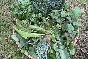 26 jan planten uit ons parkje