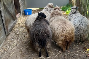 de Skuddeschapen en Samen Tuin open dag