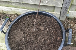 4 maart lijsterbes in pot gezet
