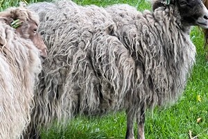 de Skuddeschapen en Samen Tuin open dag