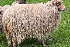 de Skuddeschapen en Samen Tuin open dag
