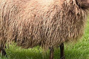de Skuddeschapen en Samen Tuin open dag